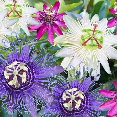 Passionsblume 4 - -,