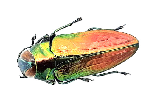 Buprestidae belionota - buprestidae,,