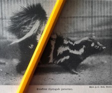 Pelztiere Tiere 1920 Pelz Fell Fuchs Nutria Biberratte Fischotter Stinktier 1074