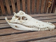 Krokodilschädel, Taxidermie