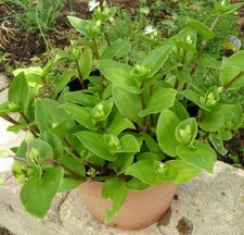 2 Tradescantia Dreimasterblume