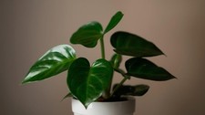 Philodendron micans - philodendron,