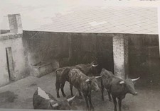 Stierkampf Stier Stiere Innenhof Spanien Altes Foto