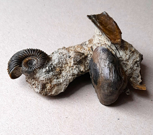 Ammonit fossil auf matrix - fossil,