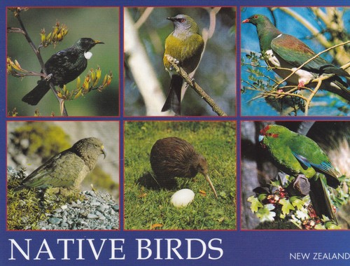 Ansichtskarte native birds - ansichtskarte:,