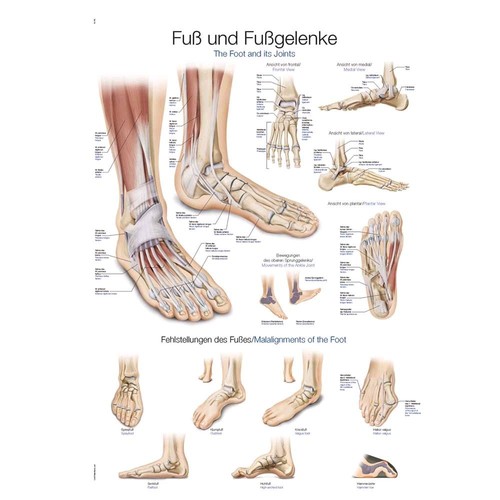 Anatomische lehrtafel fuß und - lehrtafel,