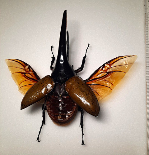 Dynastes hercules ssp - hercules,