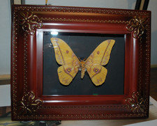 Präparierter Schmetterling im