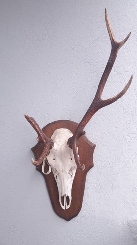 Hirsch trophäe atypisch - hirsch, elaph