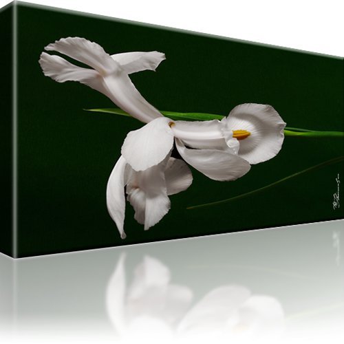 Weiße blume bild bilder - weiße,