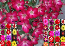 Wüstenrose - ADENIUM OBESUM -