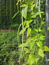 Erbse spargelerbse rote - erbse, spargelerbse,