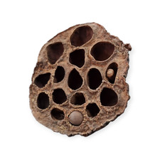 Lotus Pods 6 - 8cm natürliche Aquariumdeko Nano Aquarium Garnelen Natur