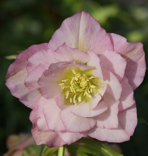 Christrose lenzrose double - christrose,