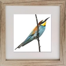 Bienenfresser/ Foto gerahmt
