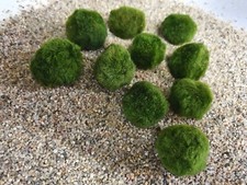 Mooskugeln  Aquarium Aquatic Arts 10 Marimo Moos kugeln 3 -4 cm Wasserpflanzen