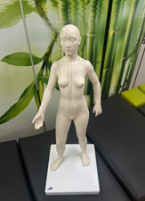 Akupunkturmodell 3B Scientific