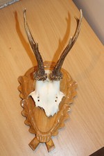 kleines Geweih mit Holzplatte