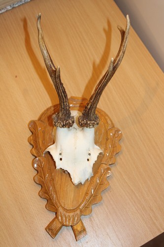 Kleines geweih mit holzplatte - kleines,
