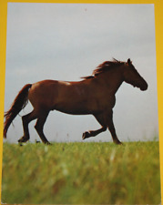 AK. Ansichtskarte. Pferd, Rasse Oldenburger. Nicht beschriftet. (8059)