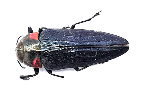 Buprestidae belionota - buprestidae,,