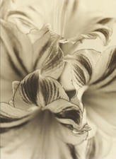 IKEA Bild Blüte Amaryllis