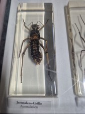 Mini Biester Jerusalem Grille