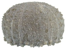 Kreide  Codiopsis lorini