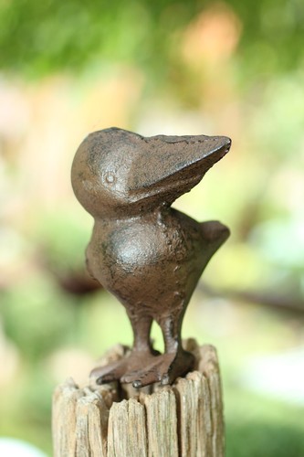 Gusseien rabe vogel rudi - vogel,
