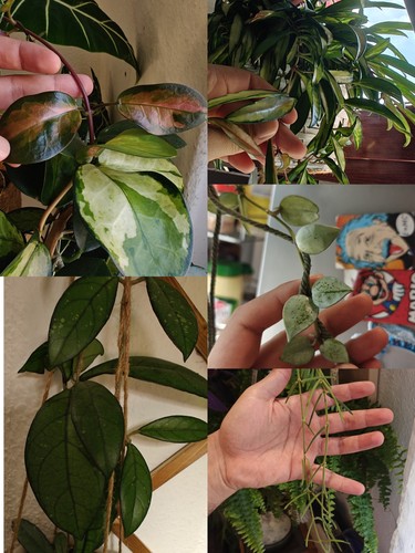 Hoya mix steckling - hoya,