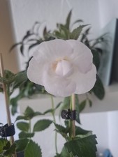 Achimenes Rhizome – verschiedene Sorten, 2 Rhizome