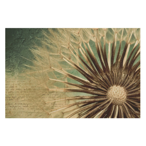 Bild pusteblume birke - bild,