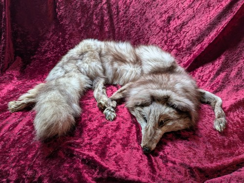 Alte fuchspelz stola - fuchspelz,