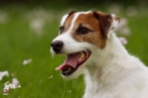 Schreibtischunterlage hund - schreibtischunterlage, 40