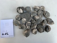 Ammoniten Pleuroceras z