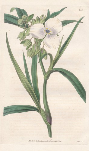 Tradescantia virginica - tradescantia,