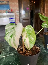 Monstera borsigiana albo - monstera,