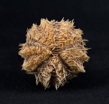 Seeigel, Sea urchin