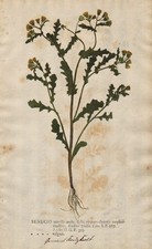 Senecio vularis Greiskraut