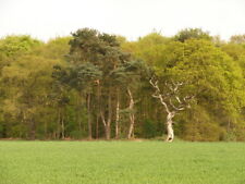 Foto 6x4 gedrehter Stamm Southrey Ein Baum in Birkenholz ist fast fertig um 2009