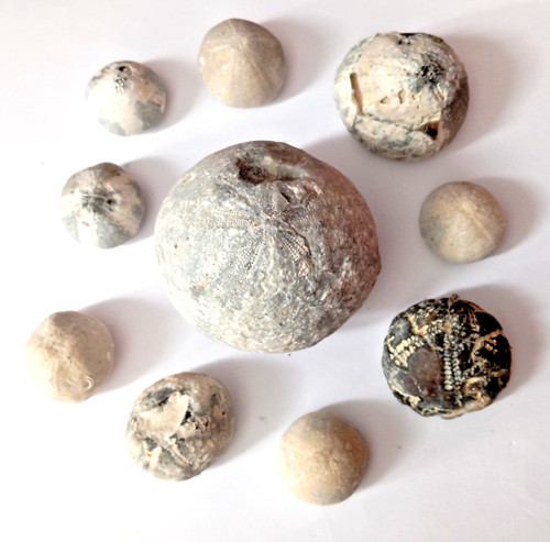 Seeigel fossilien - seeigel, 10