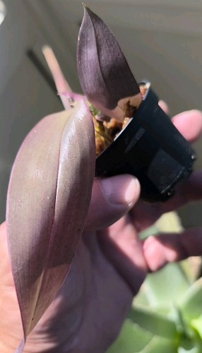 Dendrobium pseudolamellatum
