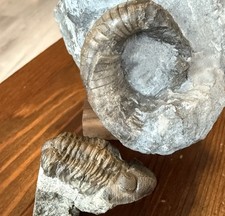 SELTEN Eifel Trilobit +