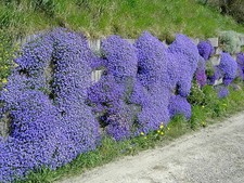 500 Samen Blaukissen violett Aubrieta deltoides Steingarten Polsterstaude