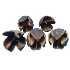 Bakuli-Kapseln 5 Stück /