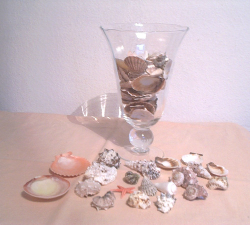 Sammlung muscheln natürliche - sammlung,