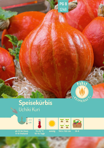 Speisekürbis uchiki kuri - speisekürbis,
