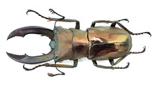 Lucanidae cyclommatus - lucanidae,,