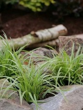  Ziergras Japan Segge Garten