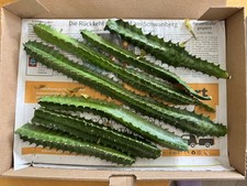 Euphorbia kantige wolfsmilch - kantige,